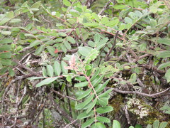 Rhus virens