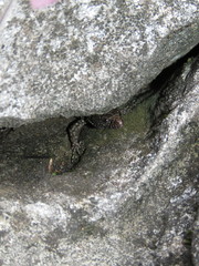 Lepidophyma gaigeae