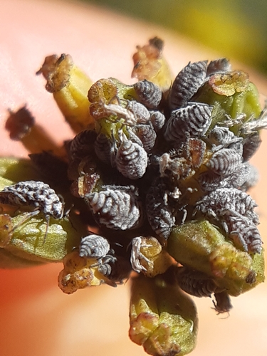 Aphis bupleuri