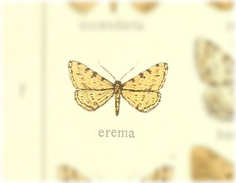 Gnopharmia erema