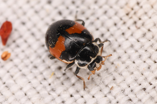 Hippodamia apicalis photo 2