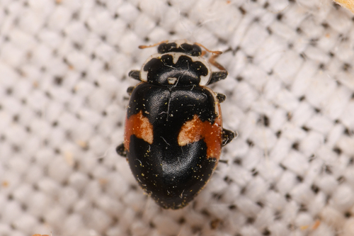 Hippodamia apicalis
