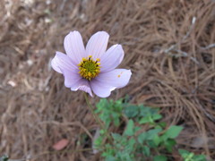 Cosmos diversifolius
