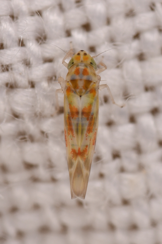 Hepzygina aprica