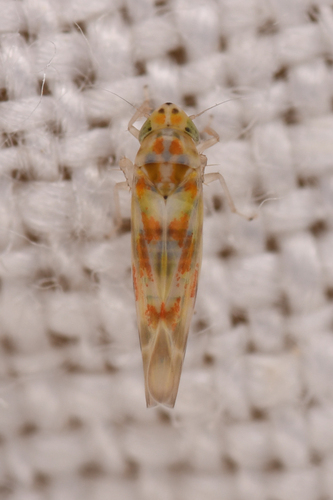 Hepzygina aprica