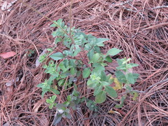 Cosmos diversifolius
