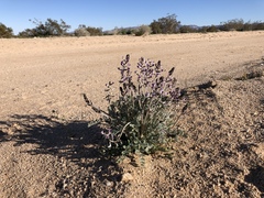 Astragalus layneae