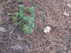 Cosmos diversifolius