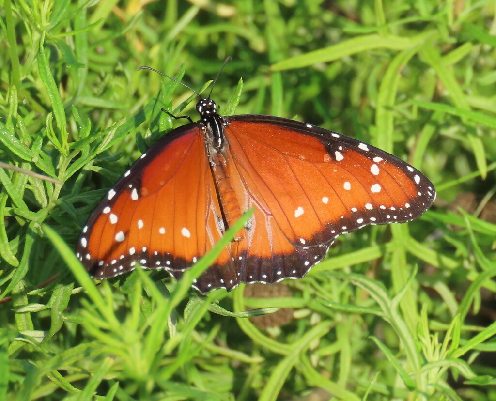 Queen from 3333 Butterfly Park, Mission, TX 78572, United States on