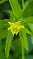 Ranunculus abortivus