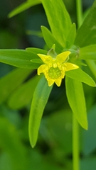 Ranunculus abortivus