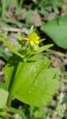 Ranunculus abortivus
