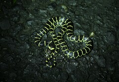 Big-Tooth Snake photo 2