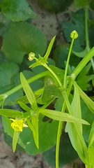 Ranunculus abortivus