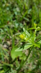 Ranunculus abortivus