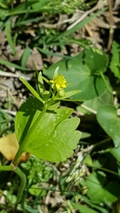 Ranunculus abortivus