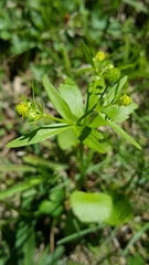 Ranunculus abortivus