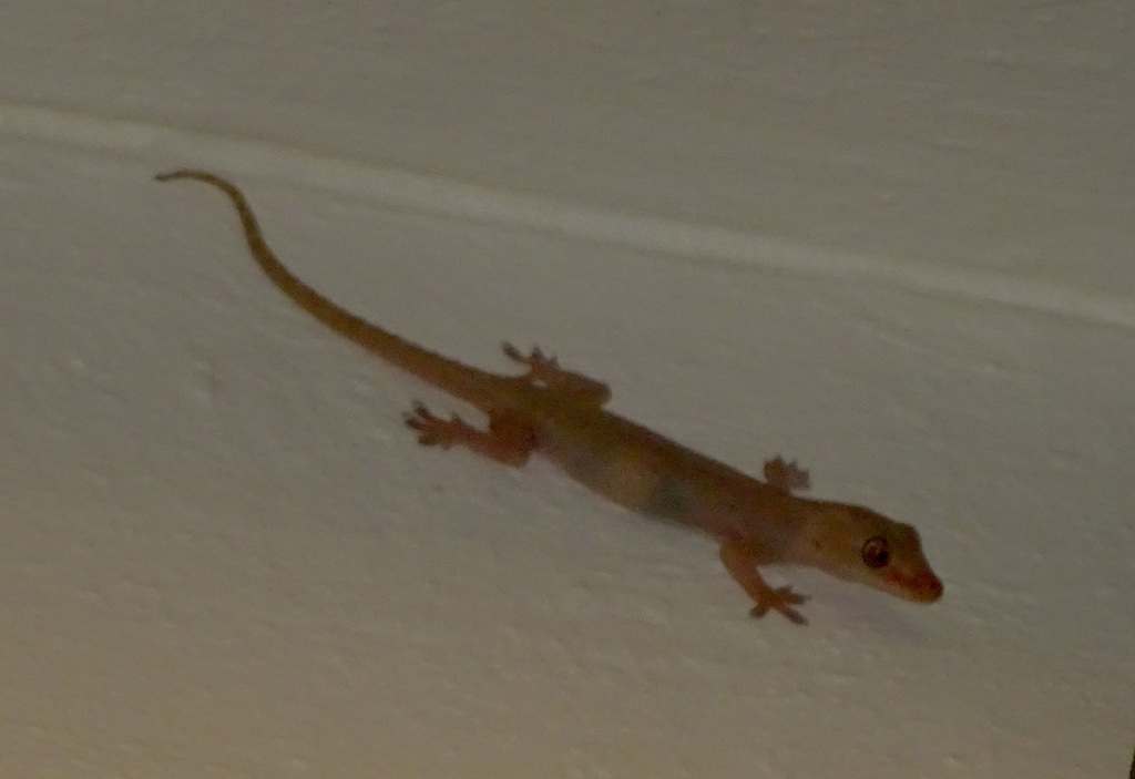 House Geckos from Hung Hom, Hong Kong on October 16, 2023 at 09:20 PM ...