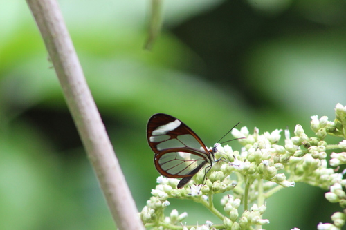 Patilla Clearwing