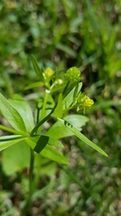 Ranunculus abortivus