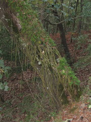 Aporocactus flagelliformis