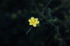 Jasminum nudiflorum