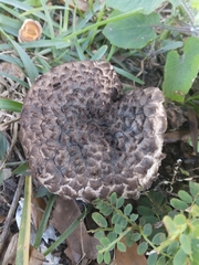 Strobilomyces strobilaceus image