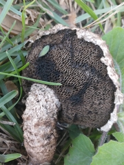Strobilomyces strobilaceus image