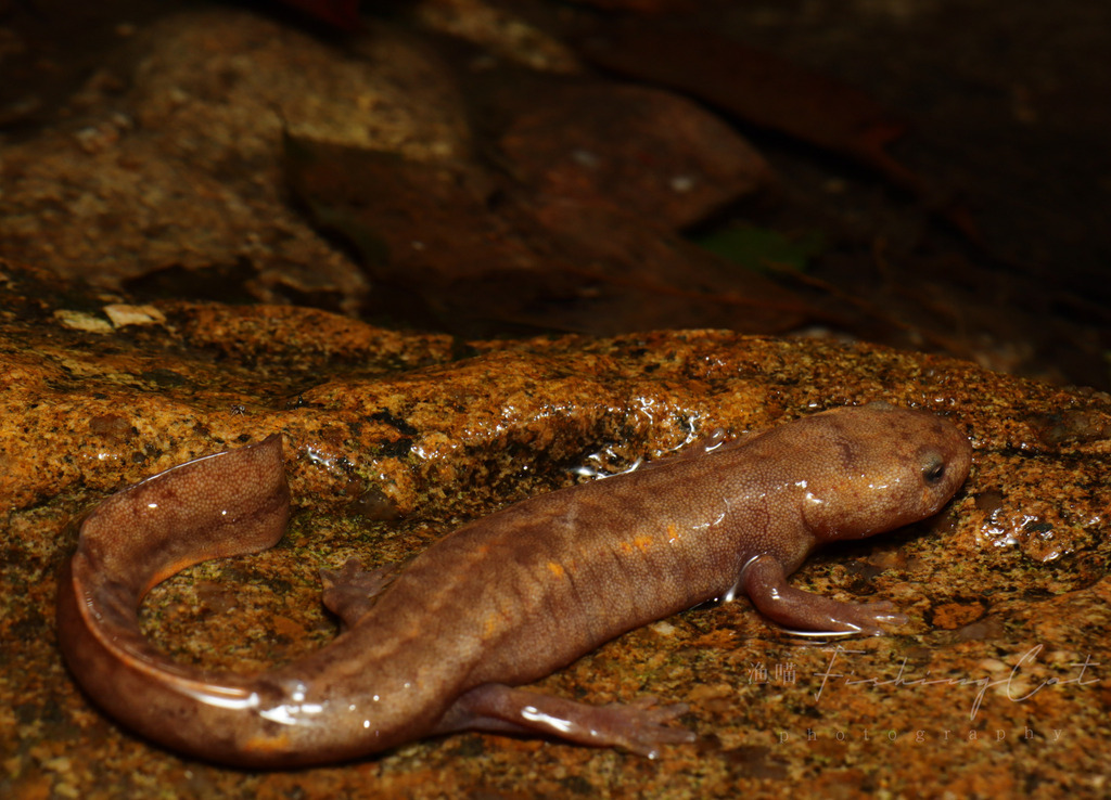 Mangshan Paddle-Tailed Newt