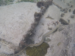 Myrichthys breviceps