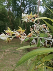 Dendrolirium lasiopetalum