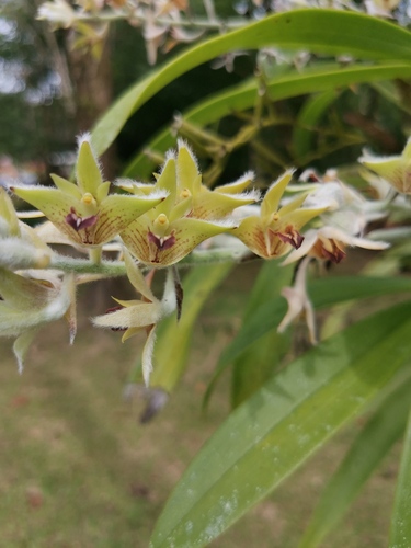 Dendrolirium lasiopetalum, photograph 2