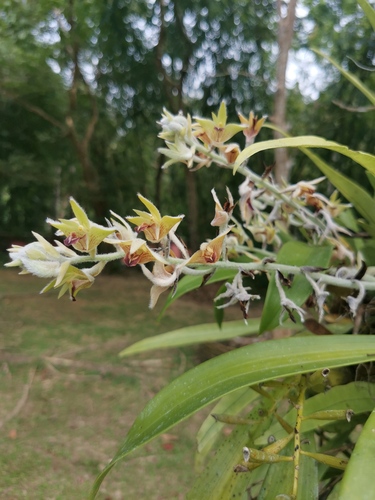 Dendrolirium lasiopetalum, photograph 3