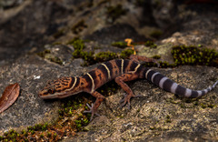 Zhe-Long's Leopard Gecko photo 2