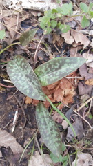 Erythronium americanum