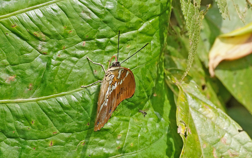 Orange-spotted Prepona