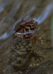 Chinese Crocodile Lizard photo 2