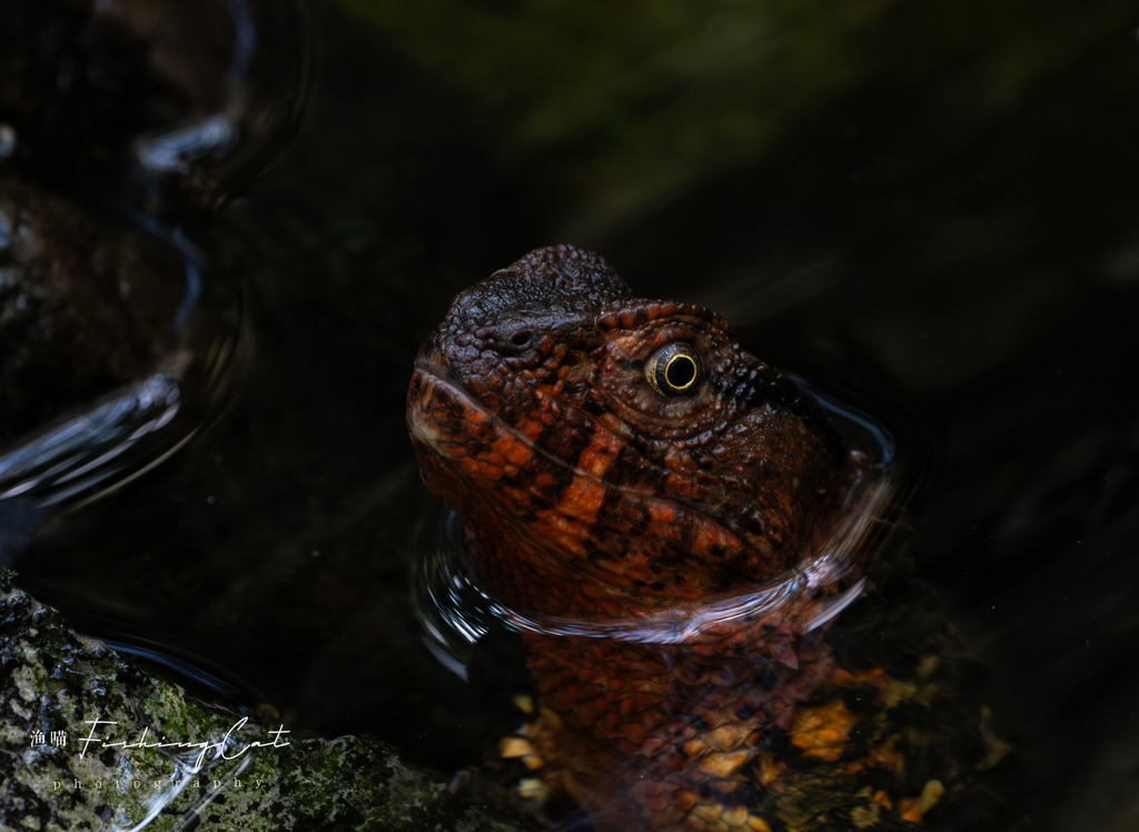 Chinese Crocodile Lizard