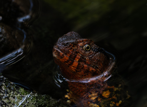 Chinese Crocodile Lizard
