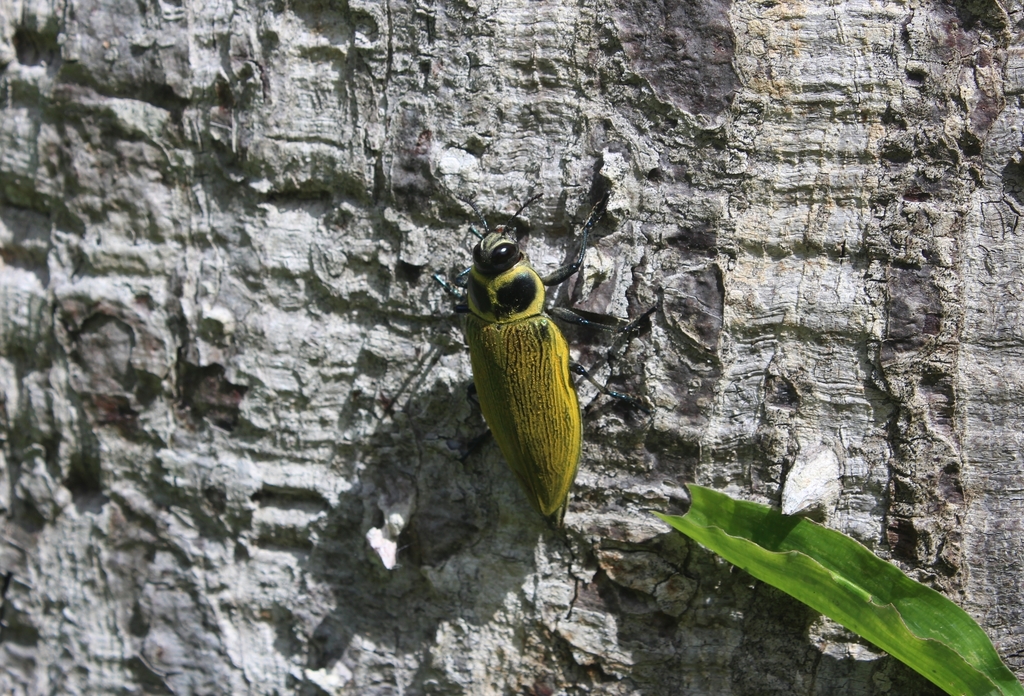 Ceiba Borer
