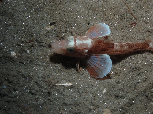 Grey Gurnard