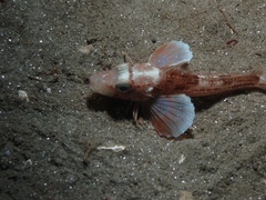 Grey Gurnard photo 4