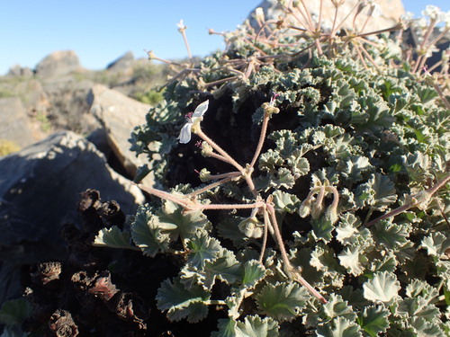 Pelargonium crassicaule, photograph 6