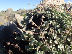 Pelargonium crassicaule, photograph (c) Mahomed Desai, some rights reserved (CC BY)
