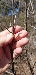 Styrax platanifolius