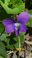 Viola