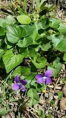 Viola