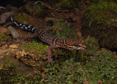 Yingde Leopard Gecko photo 2