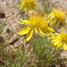 Berkheyopsis echinus - Photo (c) Mahomed Desai, some rights reserved (CC BY), uploaded by Mahomed Desai