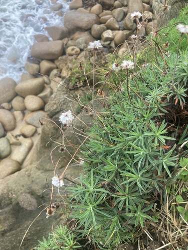 Armeria pubigera (Armeria pubigera)